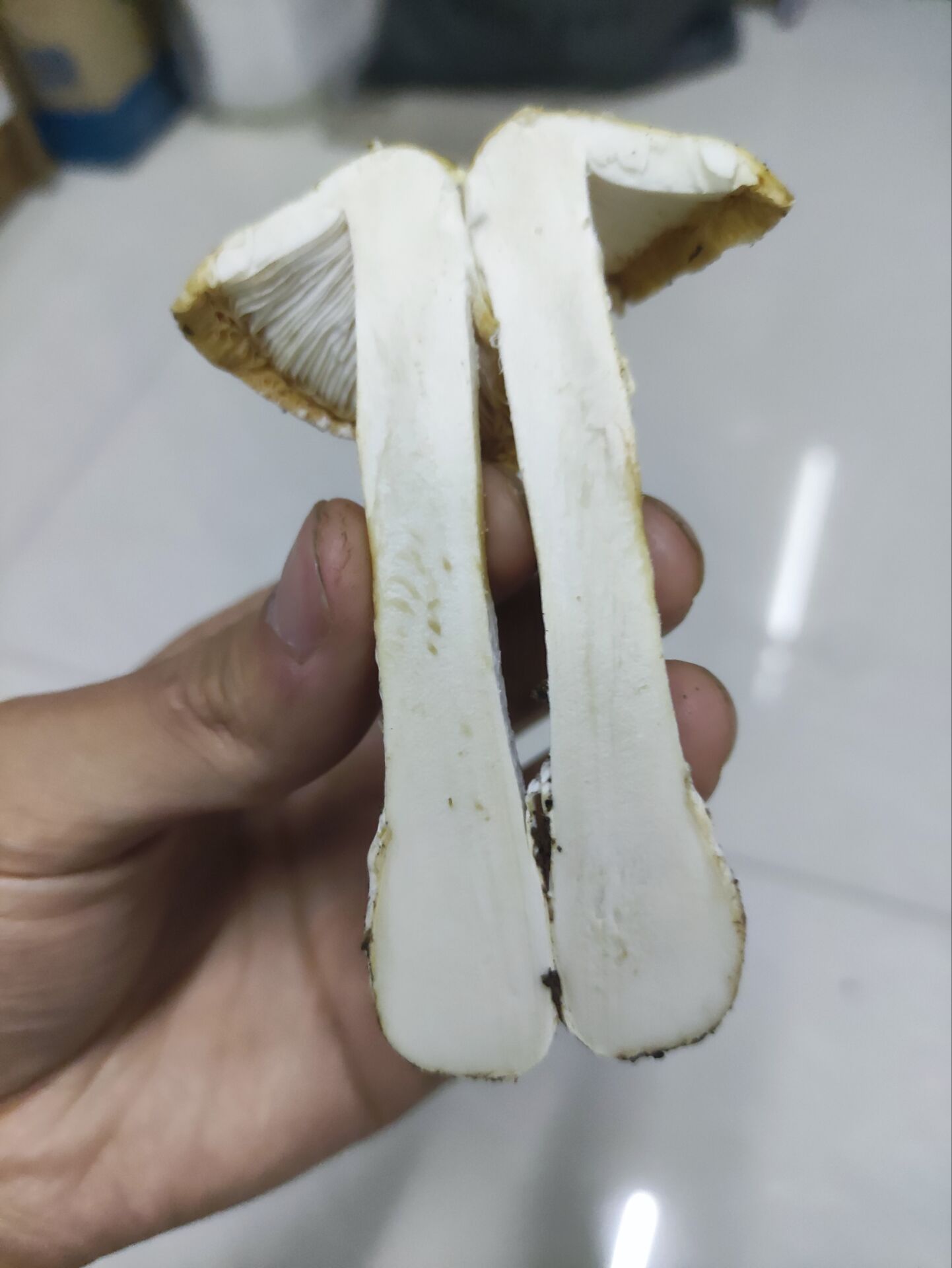 标本照片
