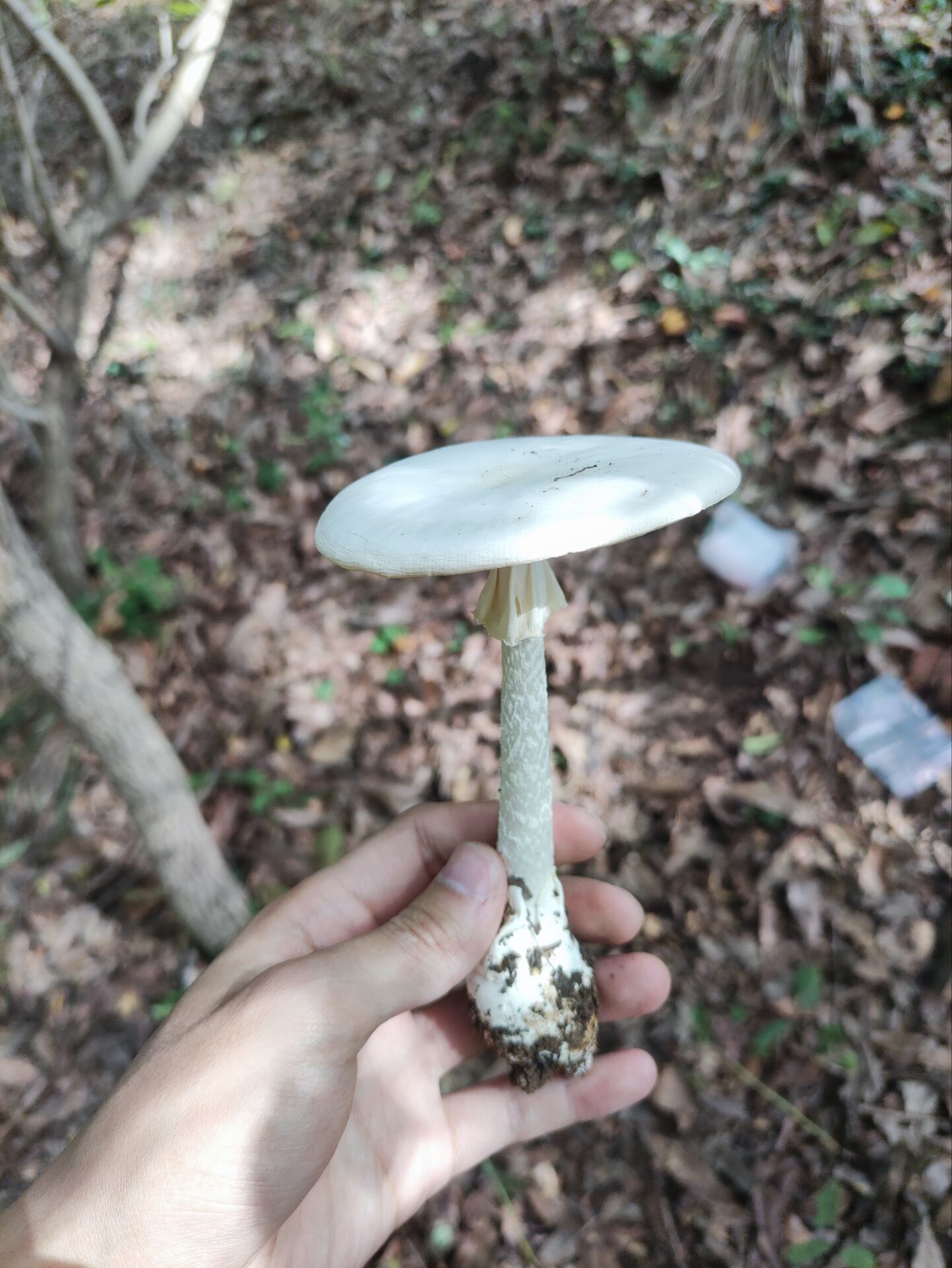 标本照片