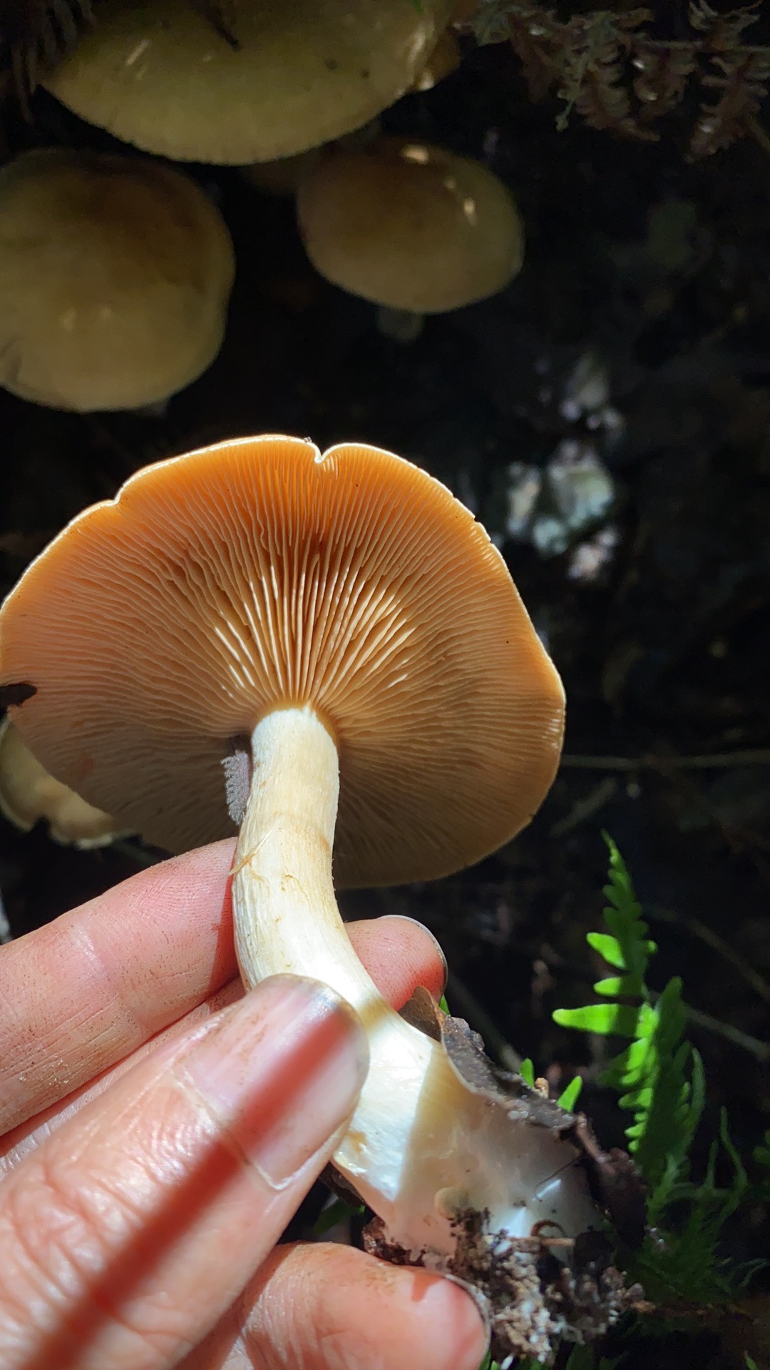 丝膜菌属
