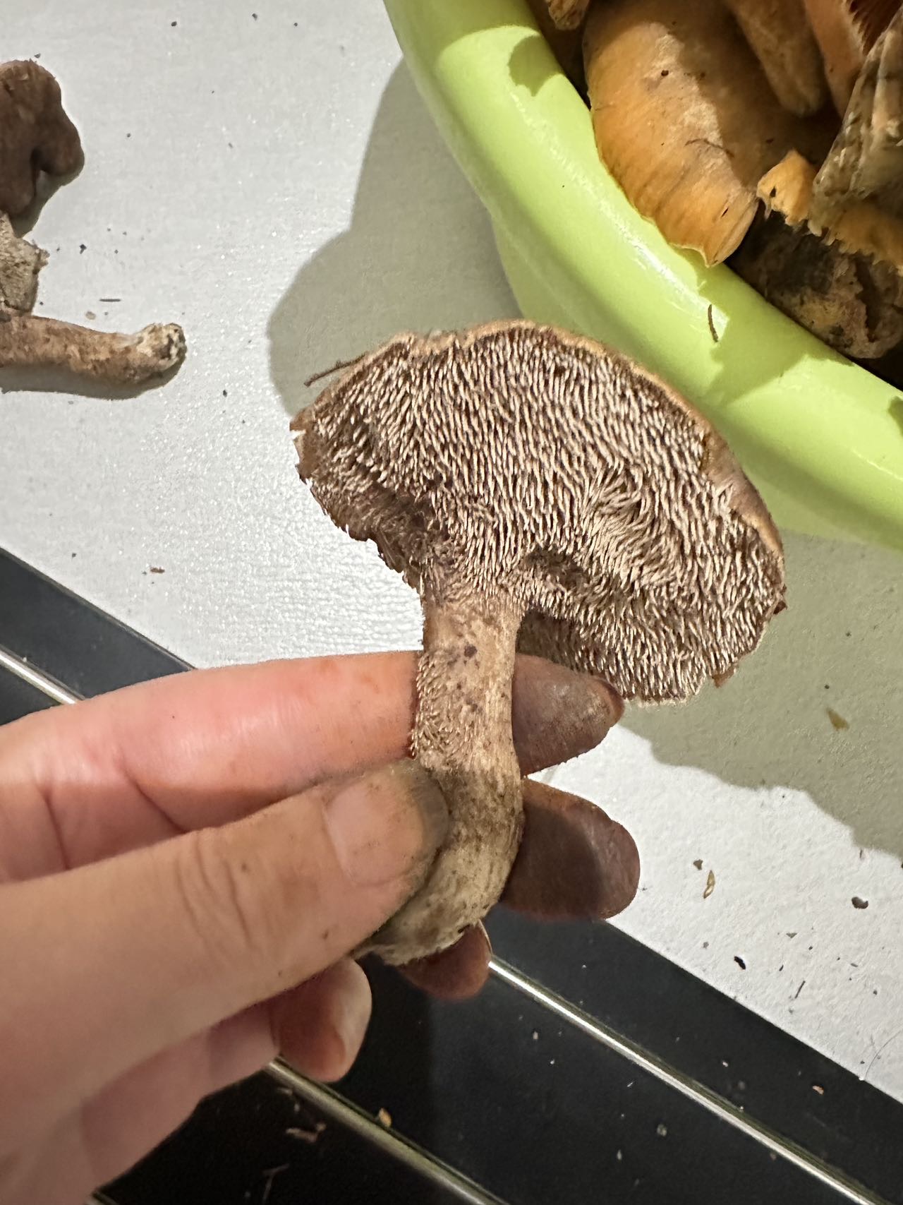 鳞肉齿菌