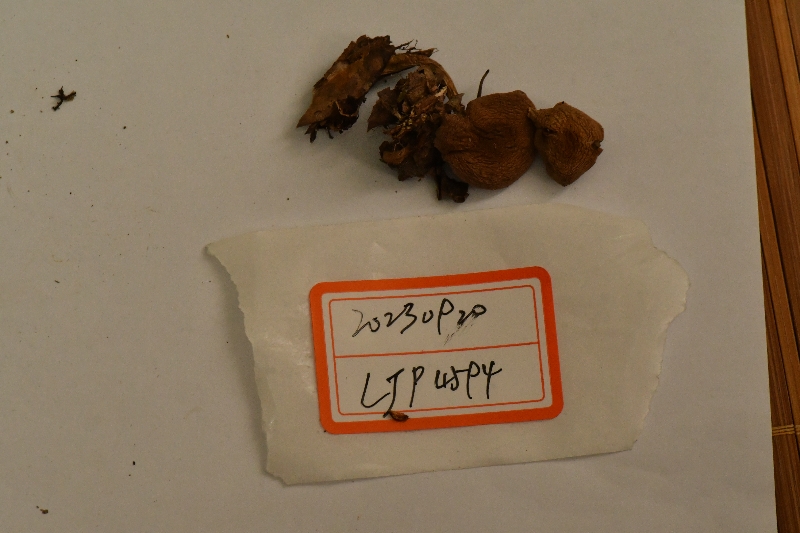 丝膜菌属