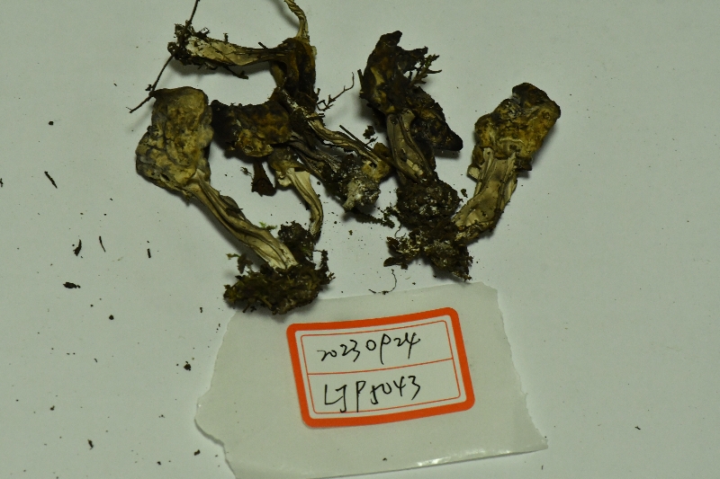 皱纹马鞍菌