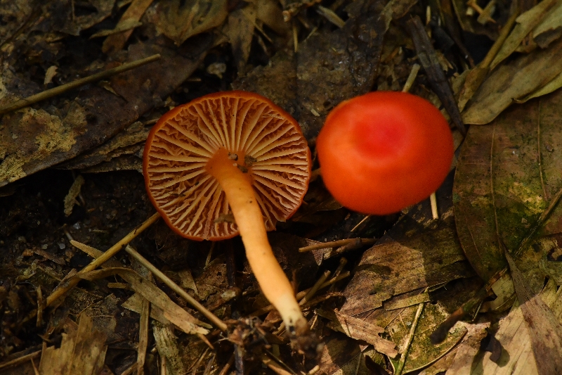 标本照片