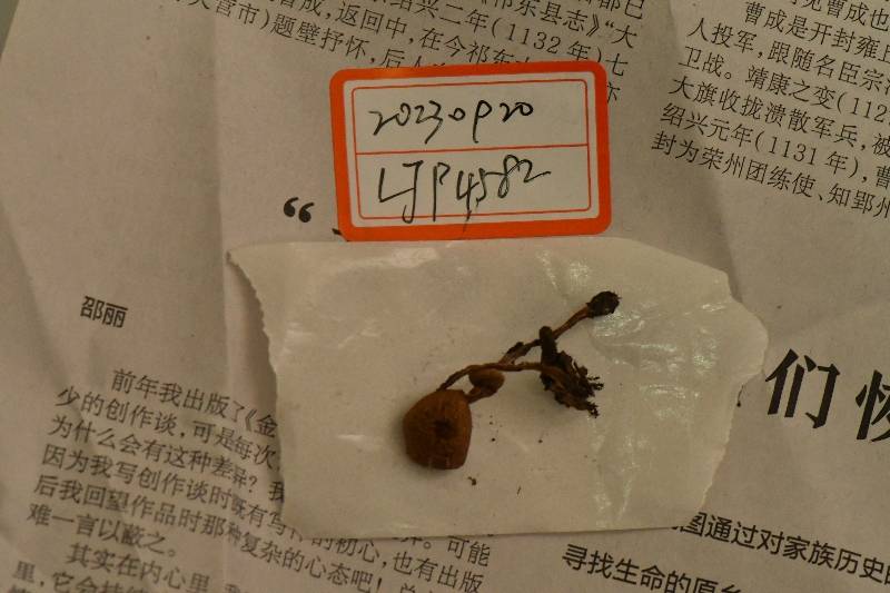 丝膜菌