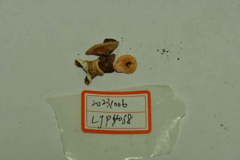 中华歪盘菌