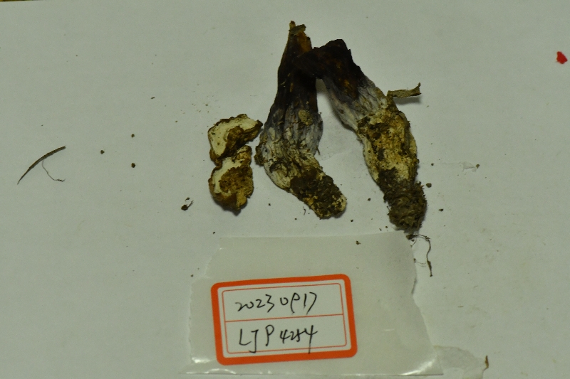 栗紫牛肝菌