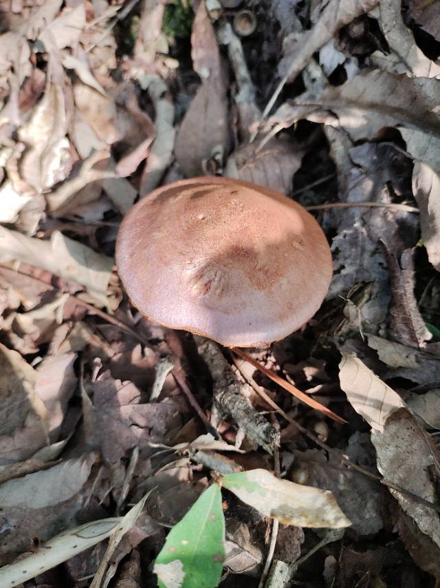 野丝膜菌