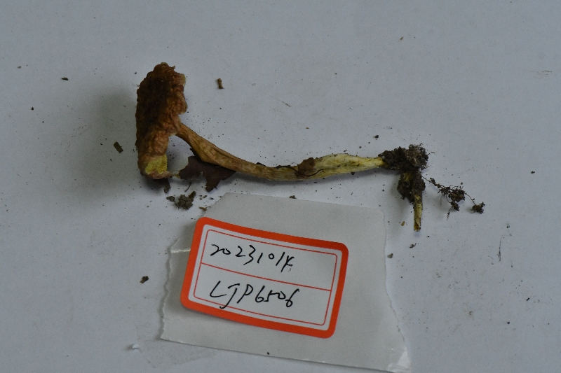 纤细金牛肝菌