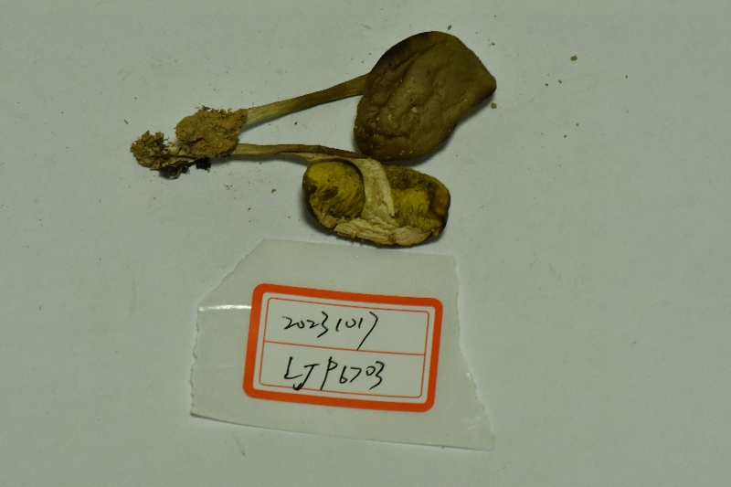 绒盖牛肝菌属