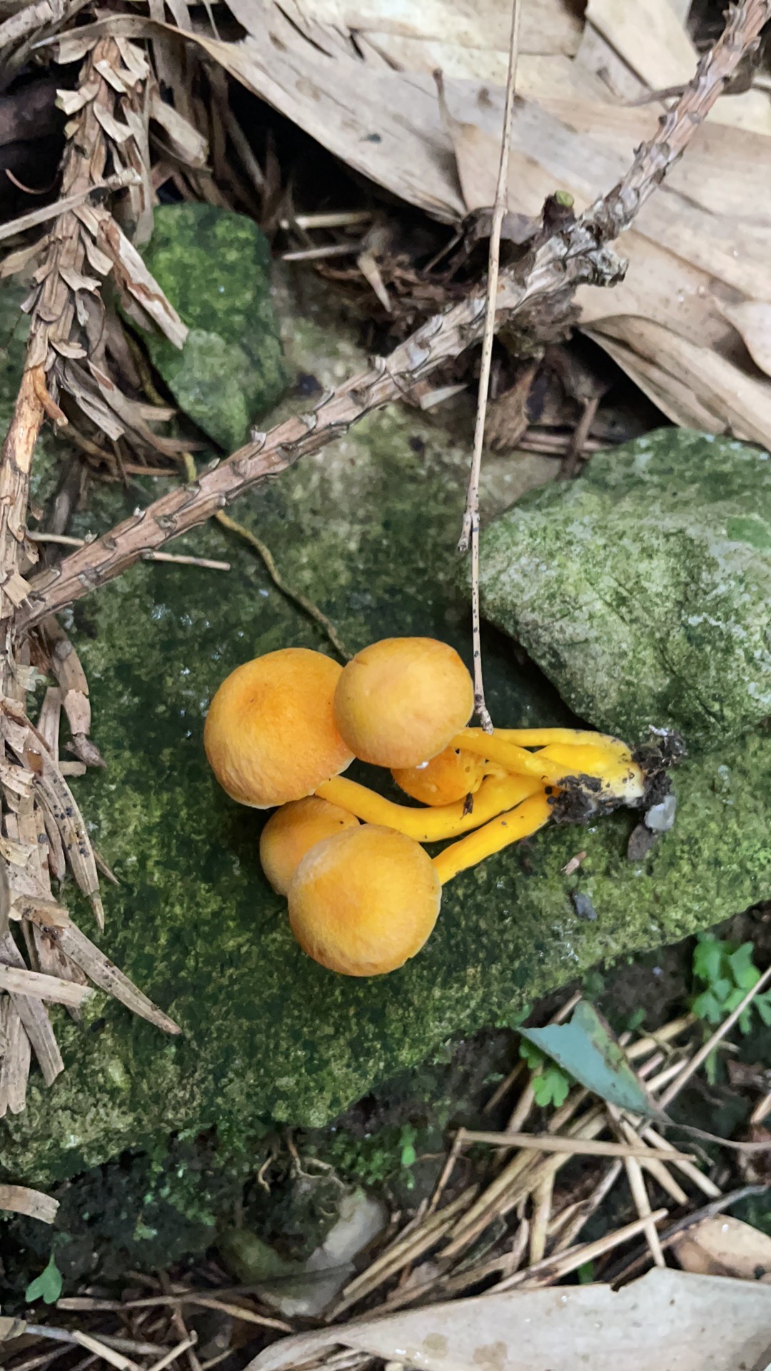 标本照片