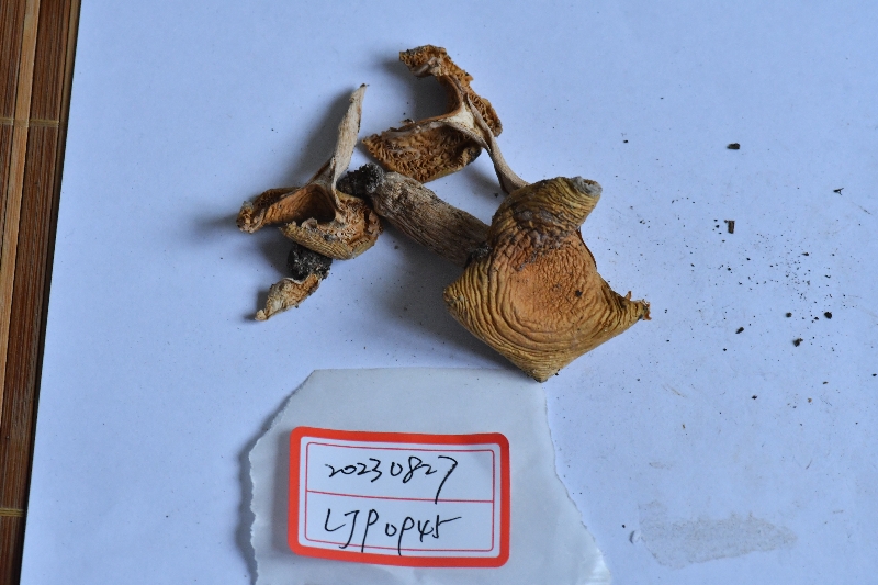 绿桂红菇