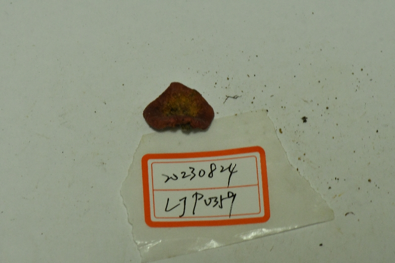 红菇属