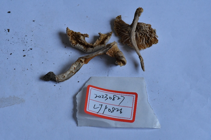 红菇属