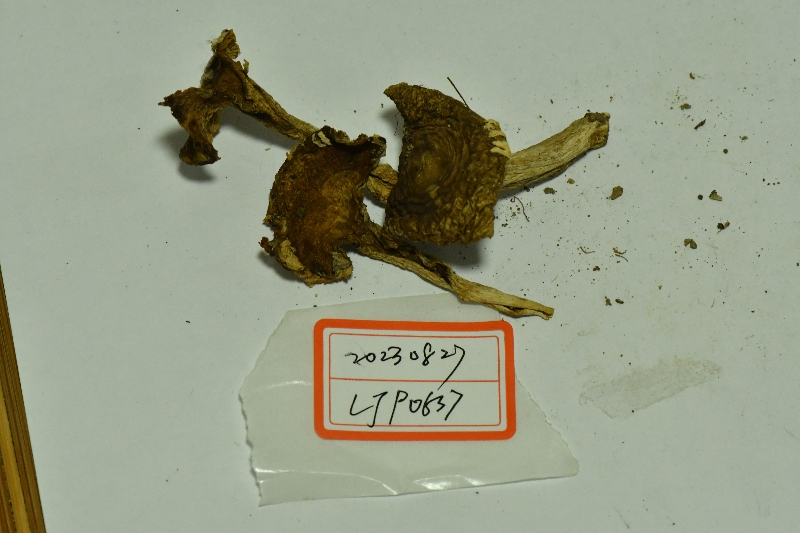 红菇属