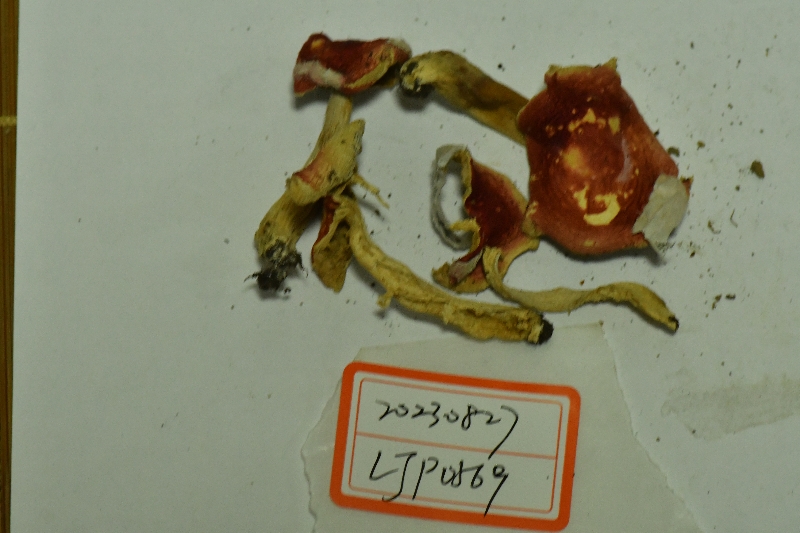 红菇属