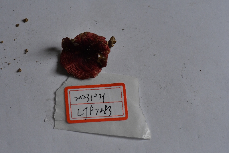 近血红红菇