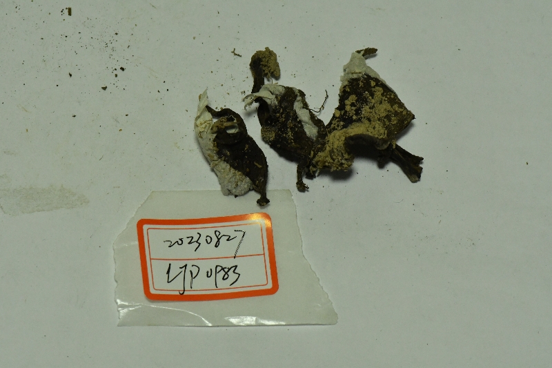 红菇属