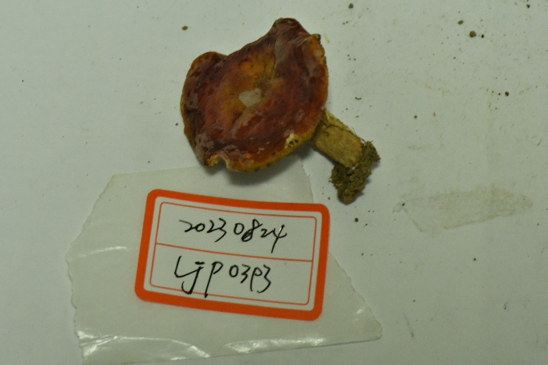 鳞盖红菇
