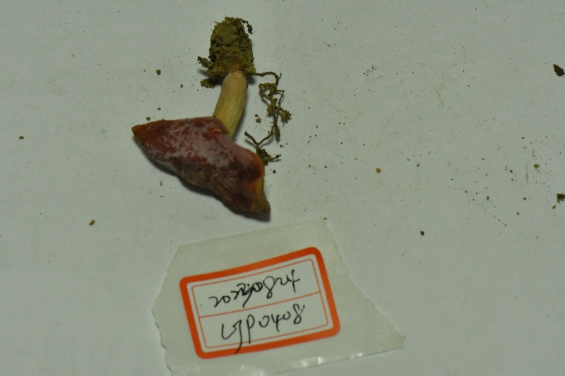 鳞盖红菇