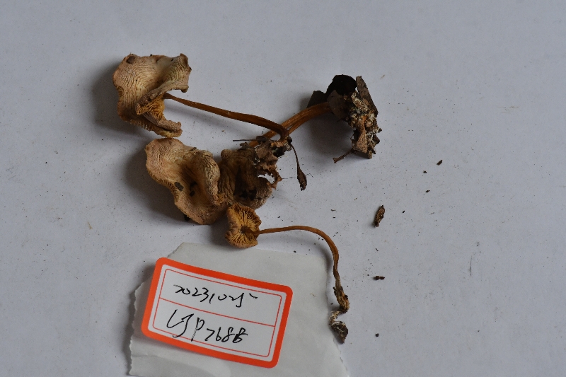 奶酪粉金钱菌