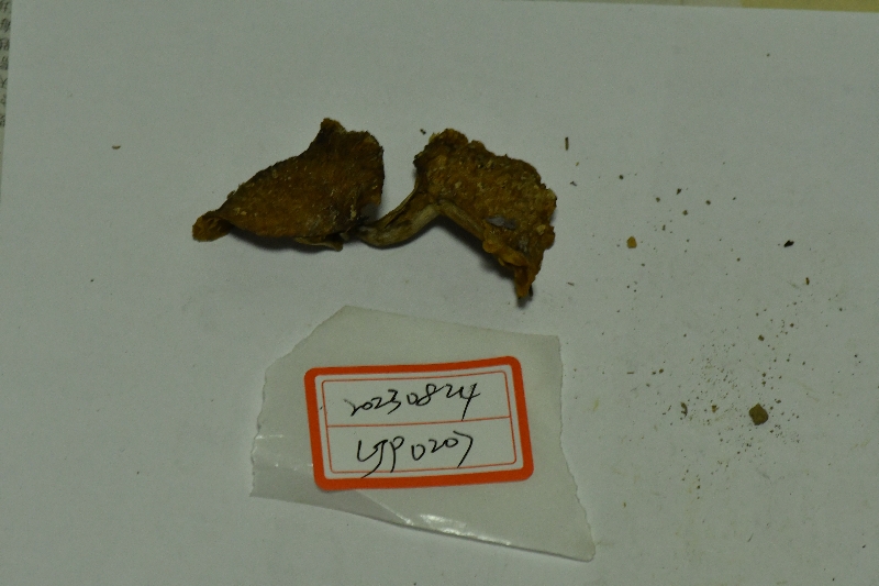 圆柱红菇