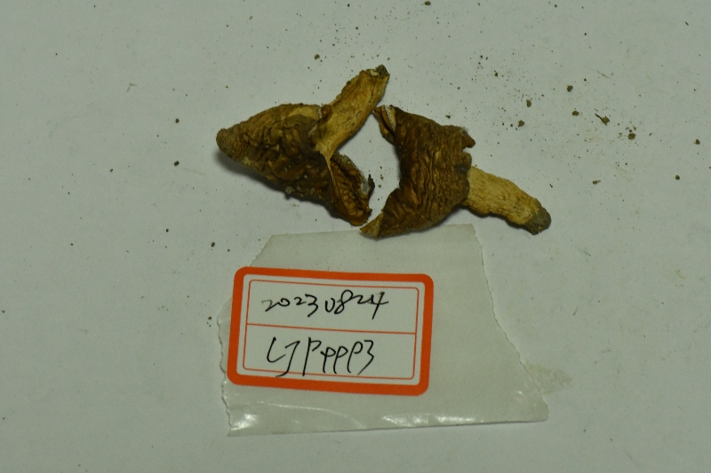 近黑紫红菇