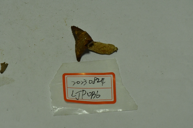近黑紫红菇