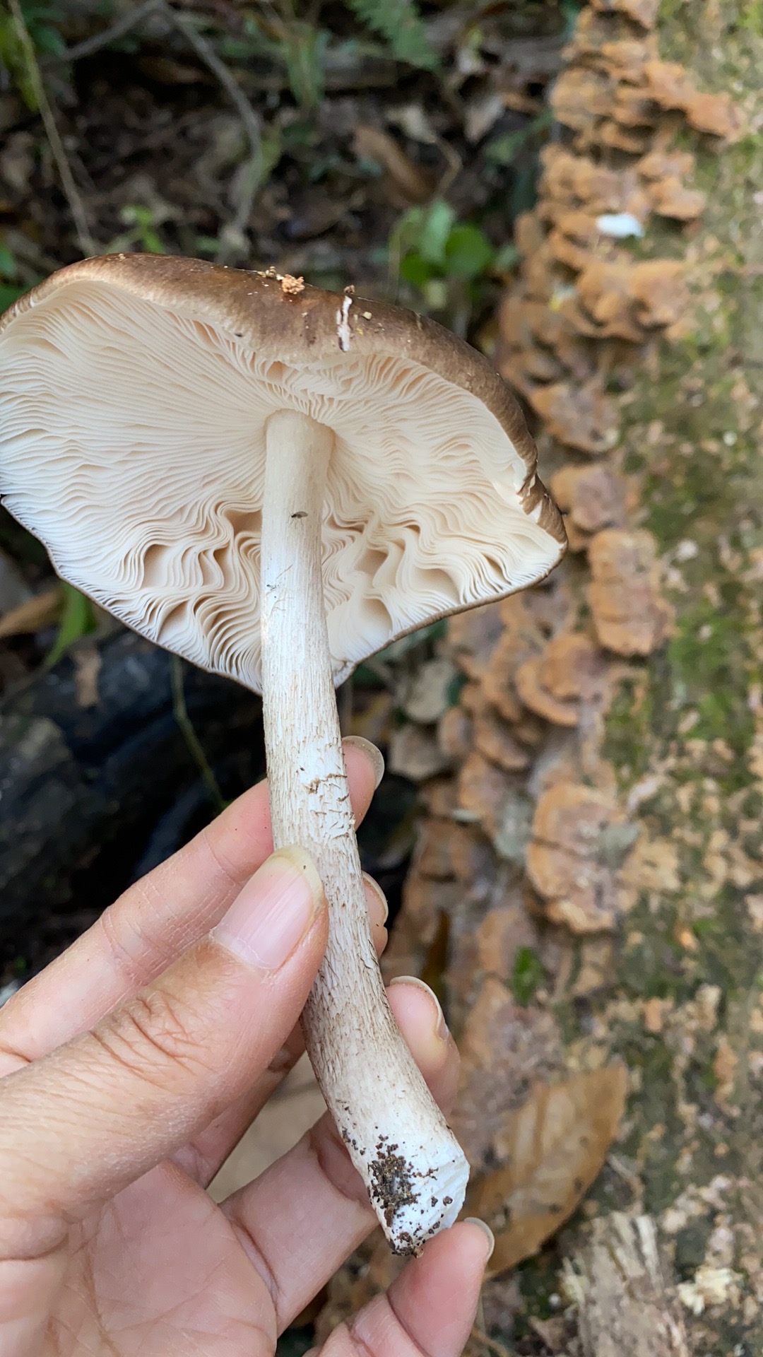 灰光柄菇