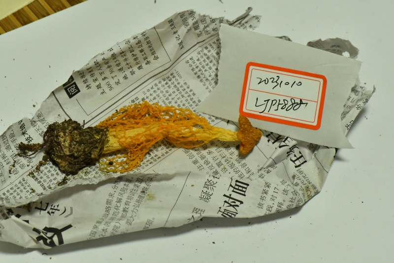 金黄竹荪