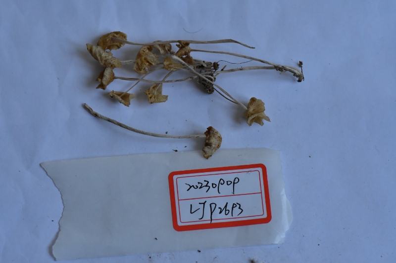 膜盖小皮伞