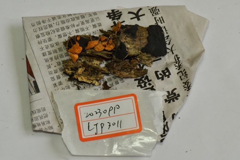 黄色小皮伞