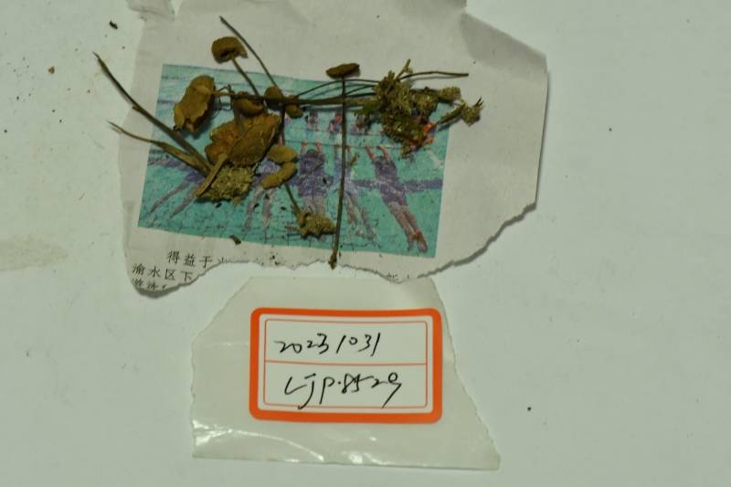 粉褶菌