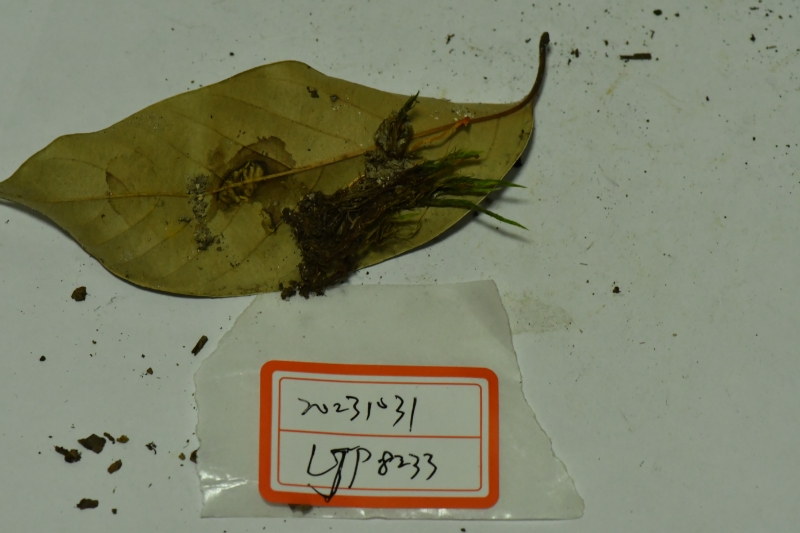 瘦藓菇