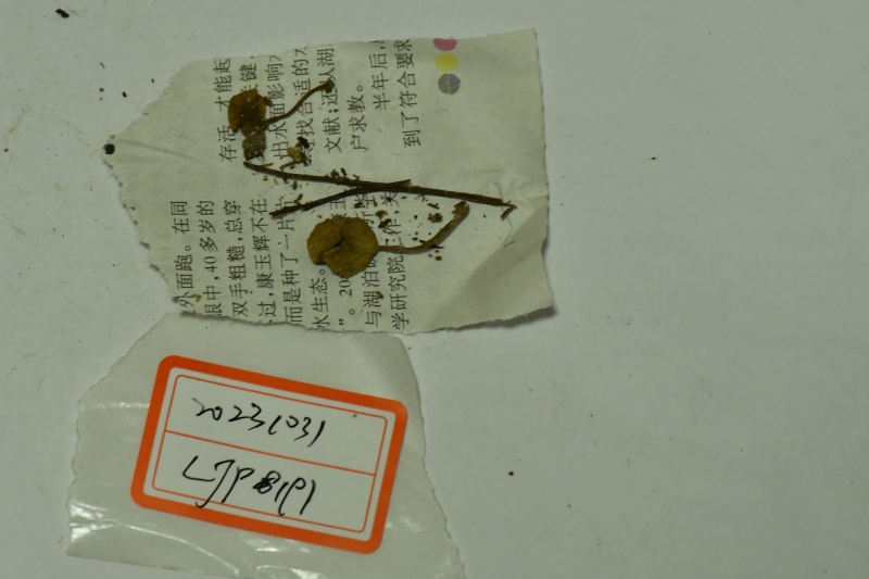 丝盖伞