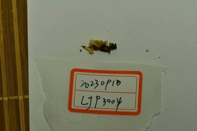 银耳属一种