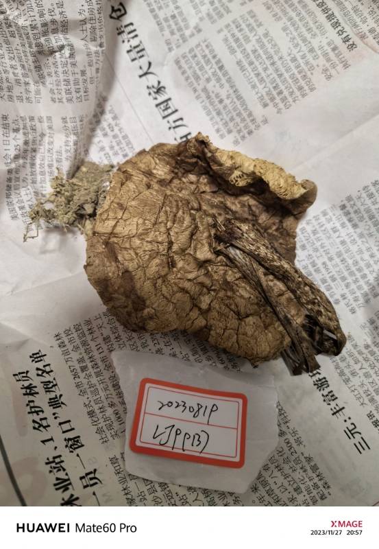 大环柄菇