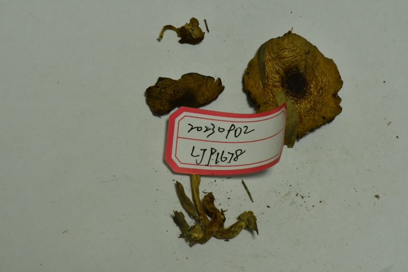 曼稿蘑菇