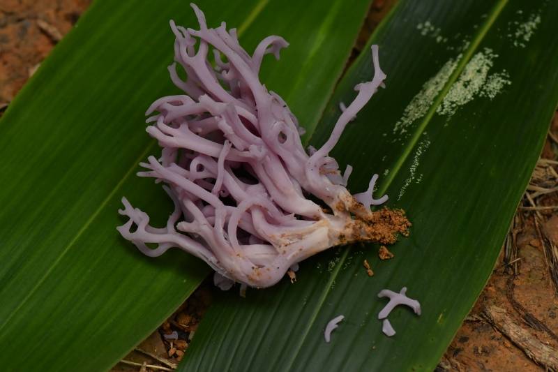 标本照片