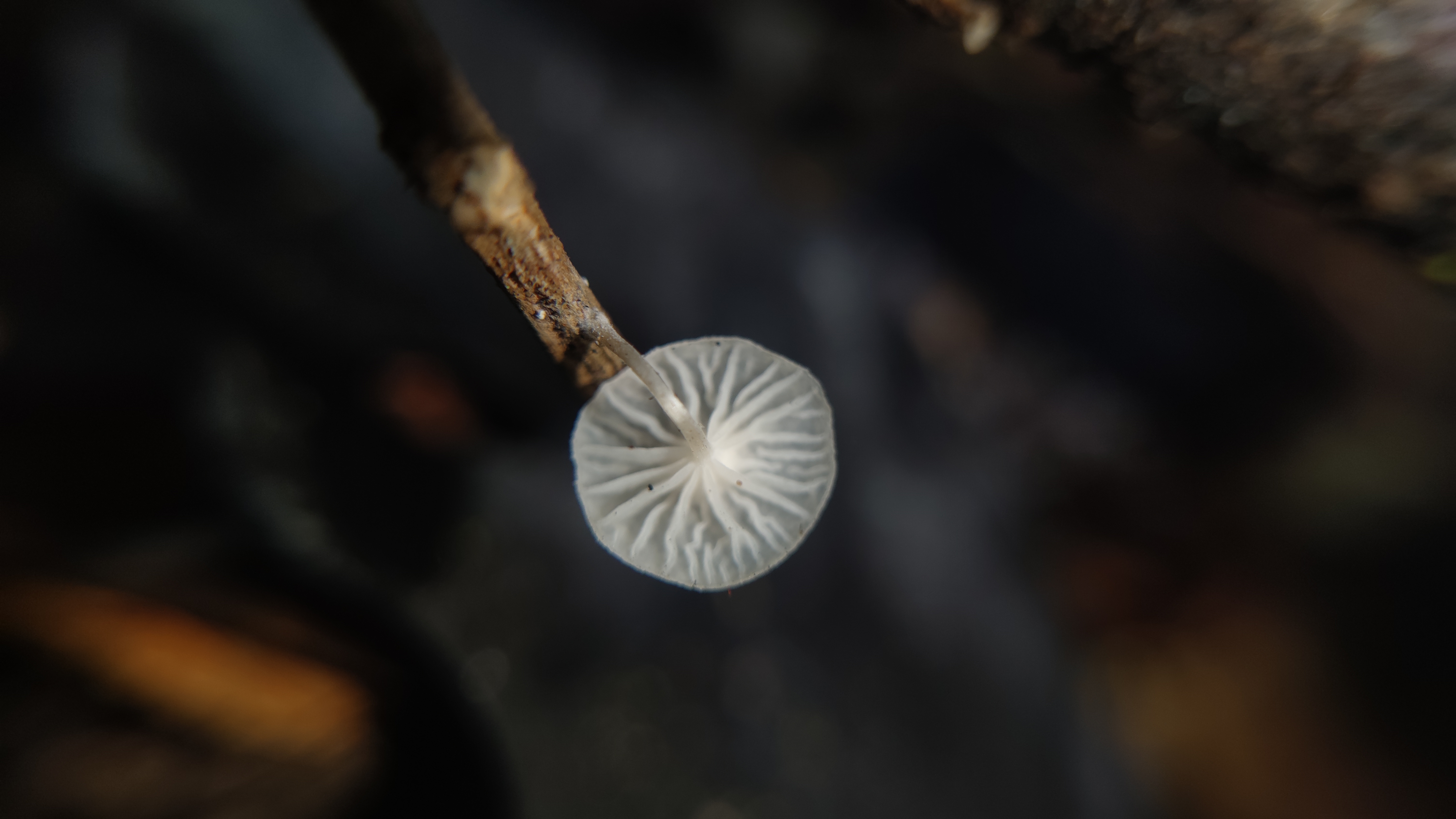标本照片