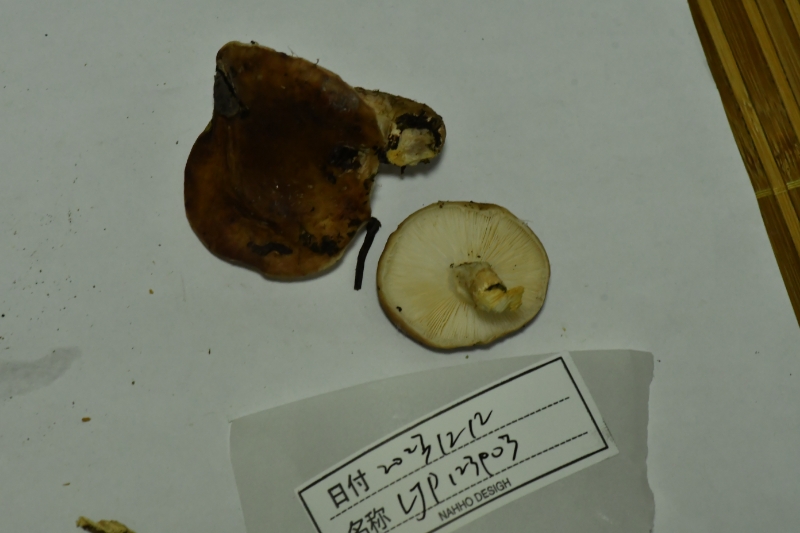 香菇