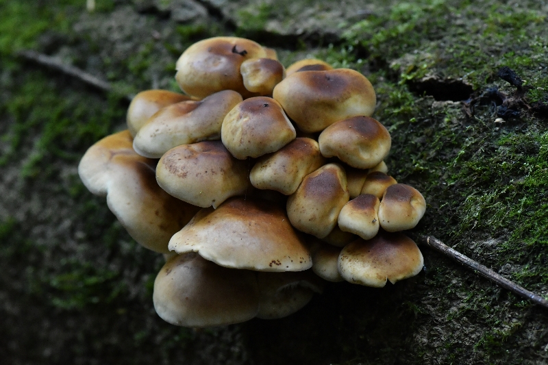 标本照片