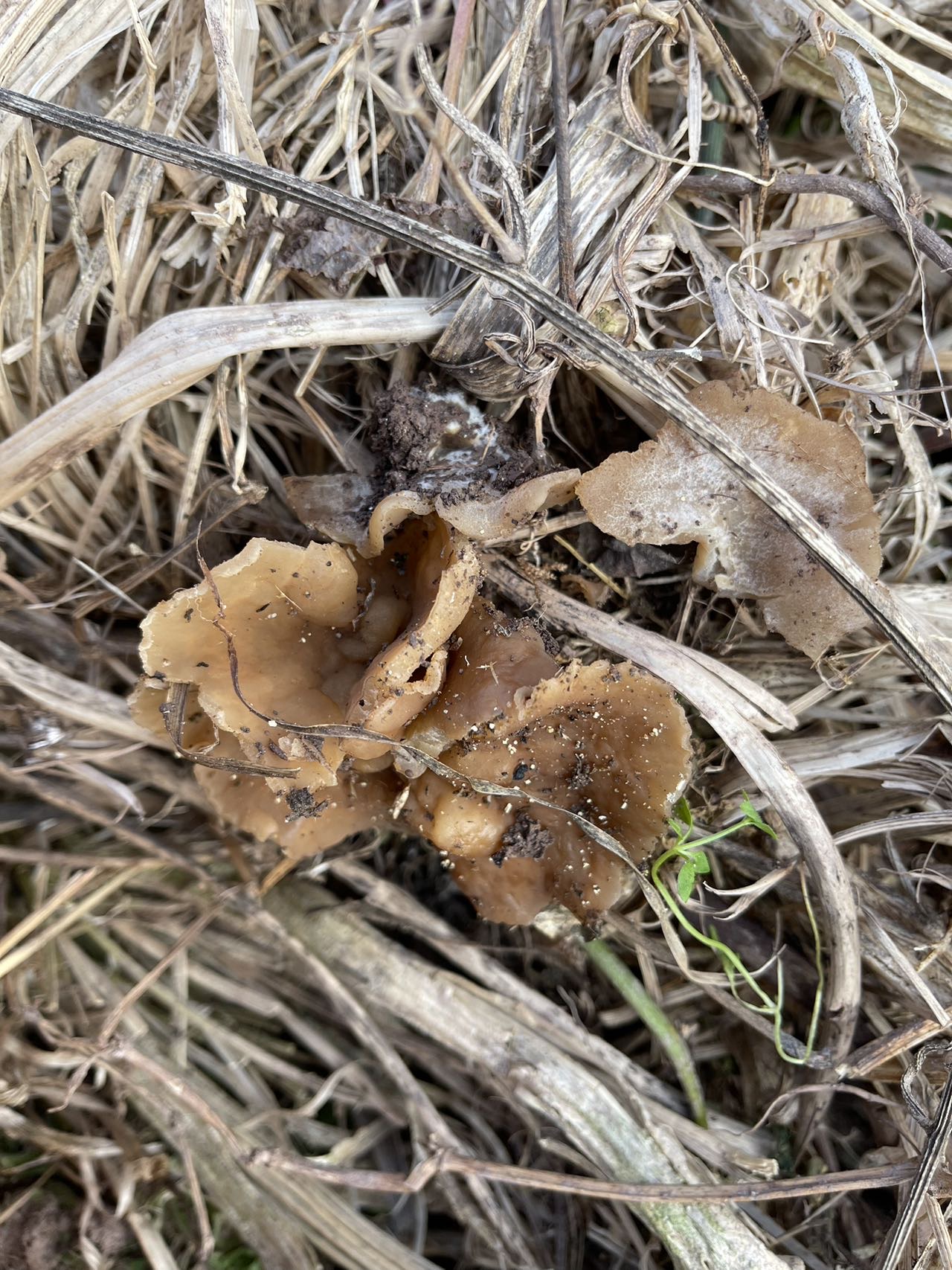 变异盘菌