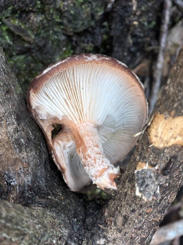 香菇