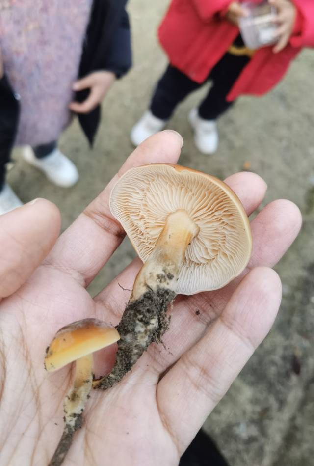 金针菇