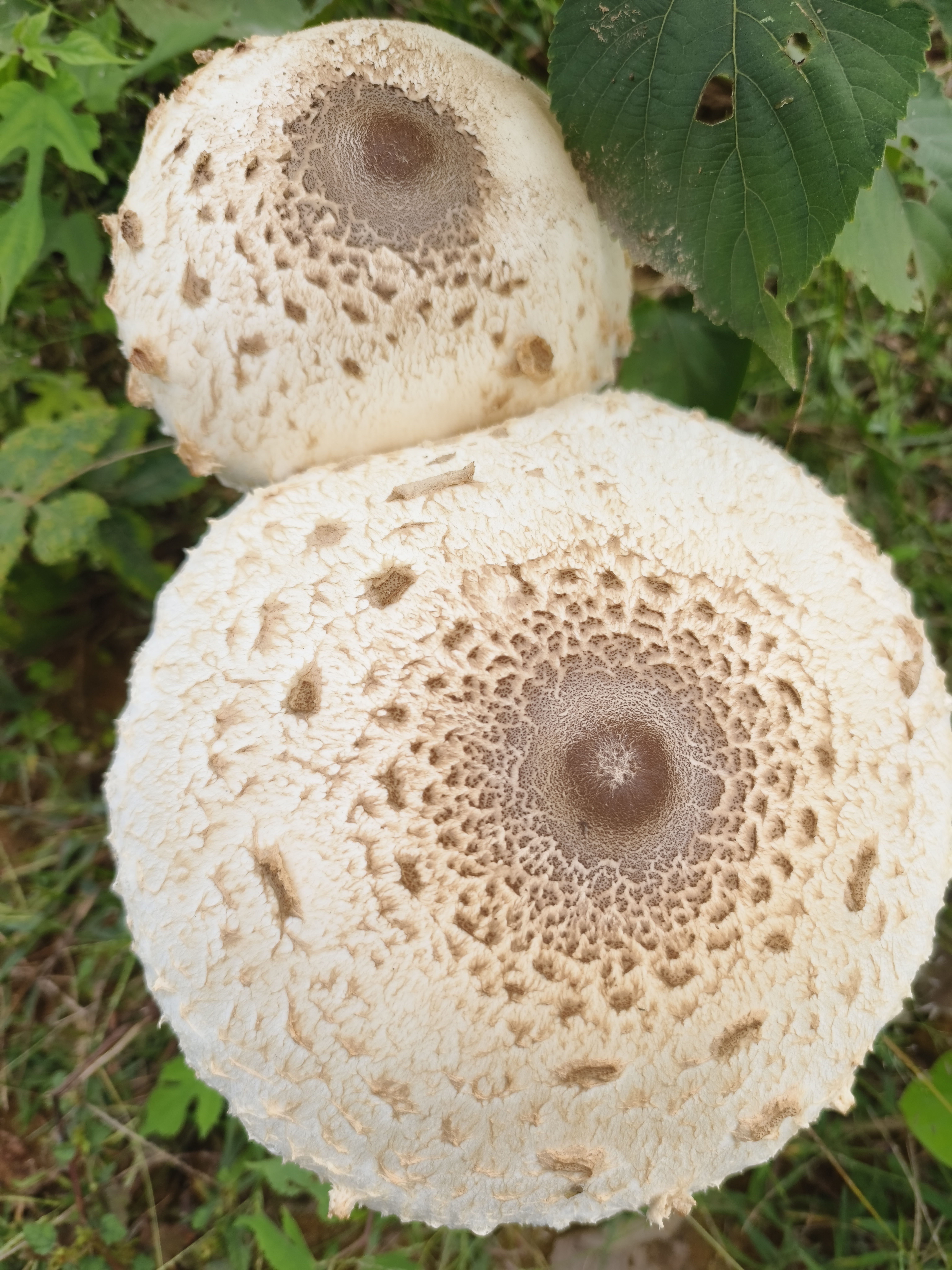 脱皮大环柄菇近似种