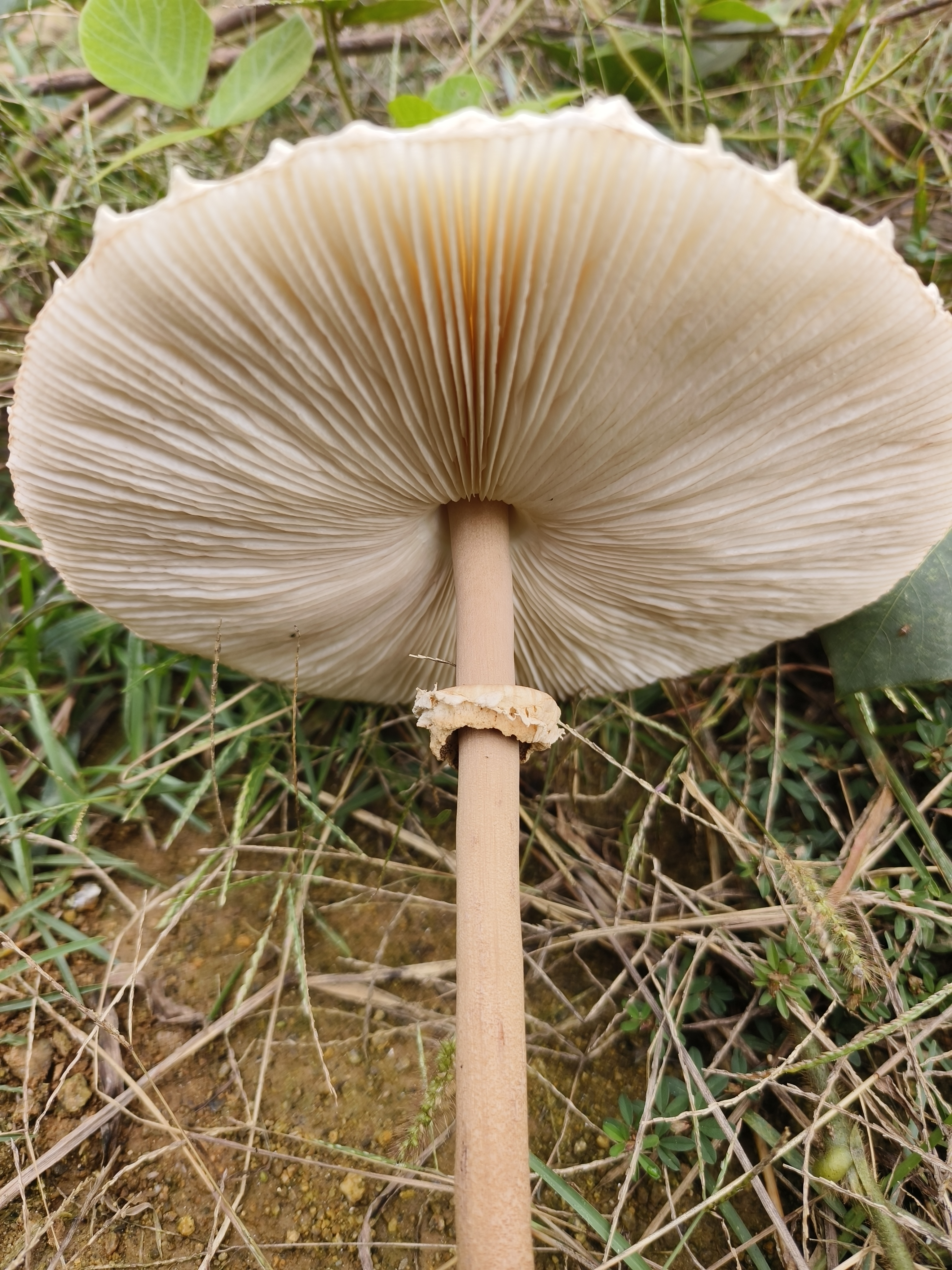脱皮大环柄菇近似种