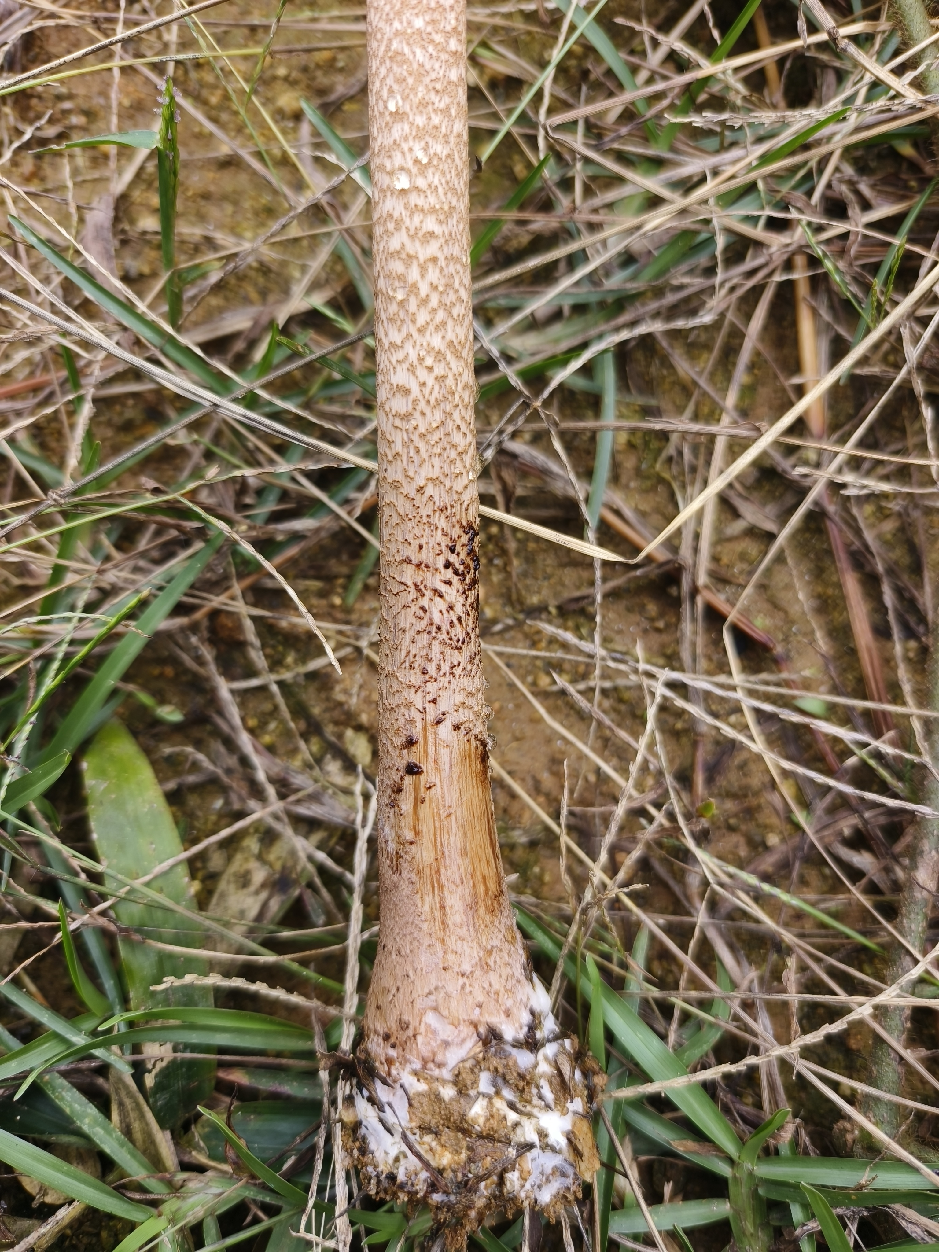 脱皮大环柄菇近似种