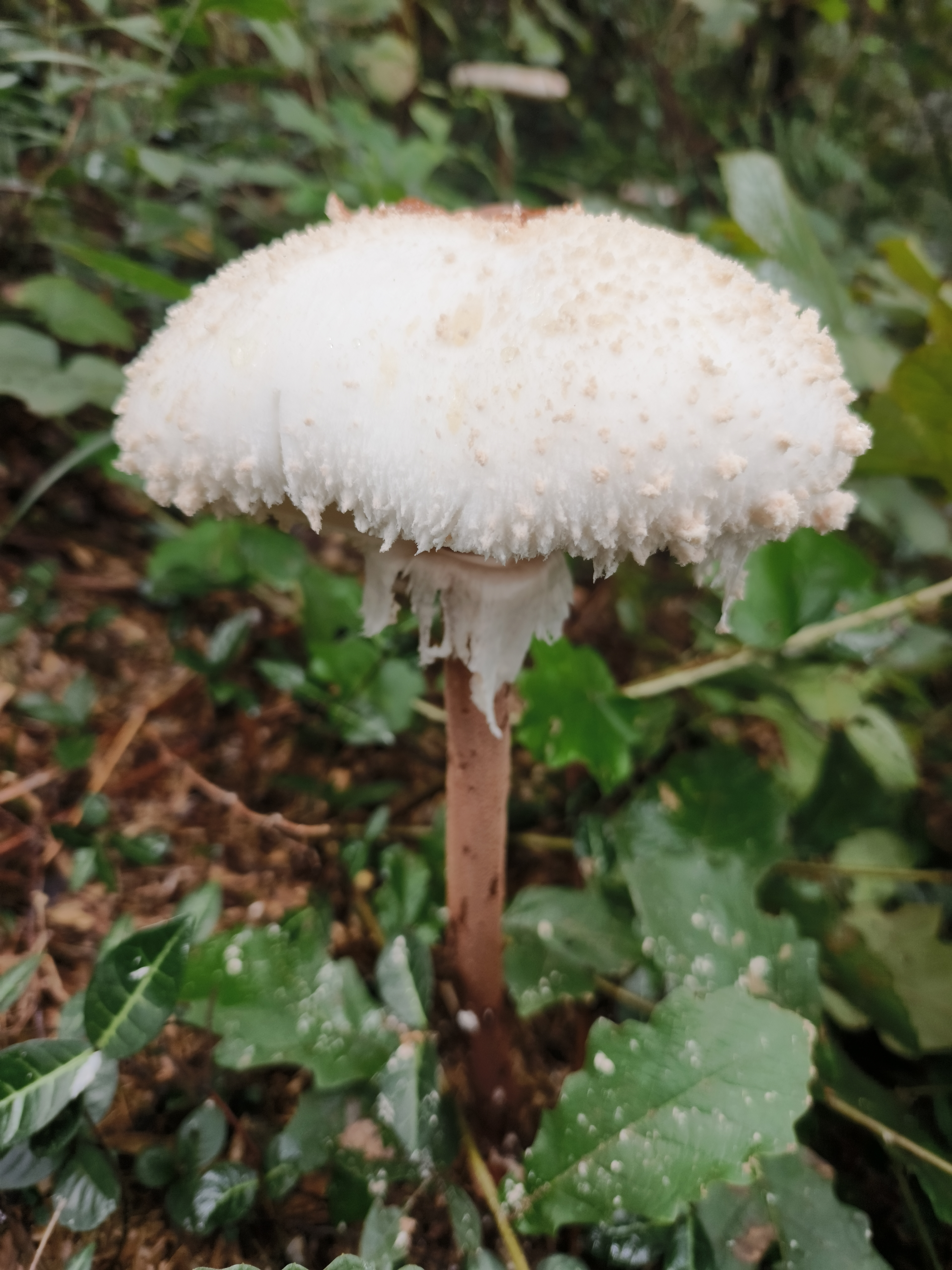 脱皮大环柄菇