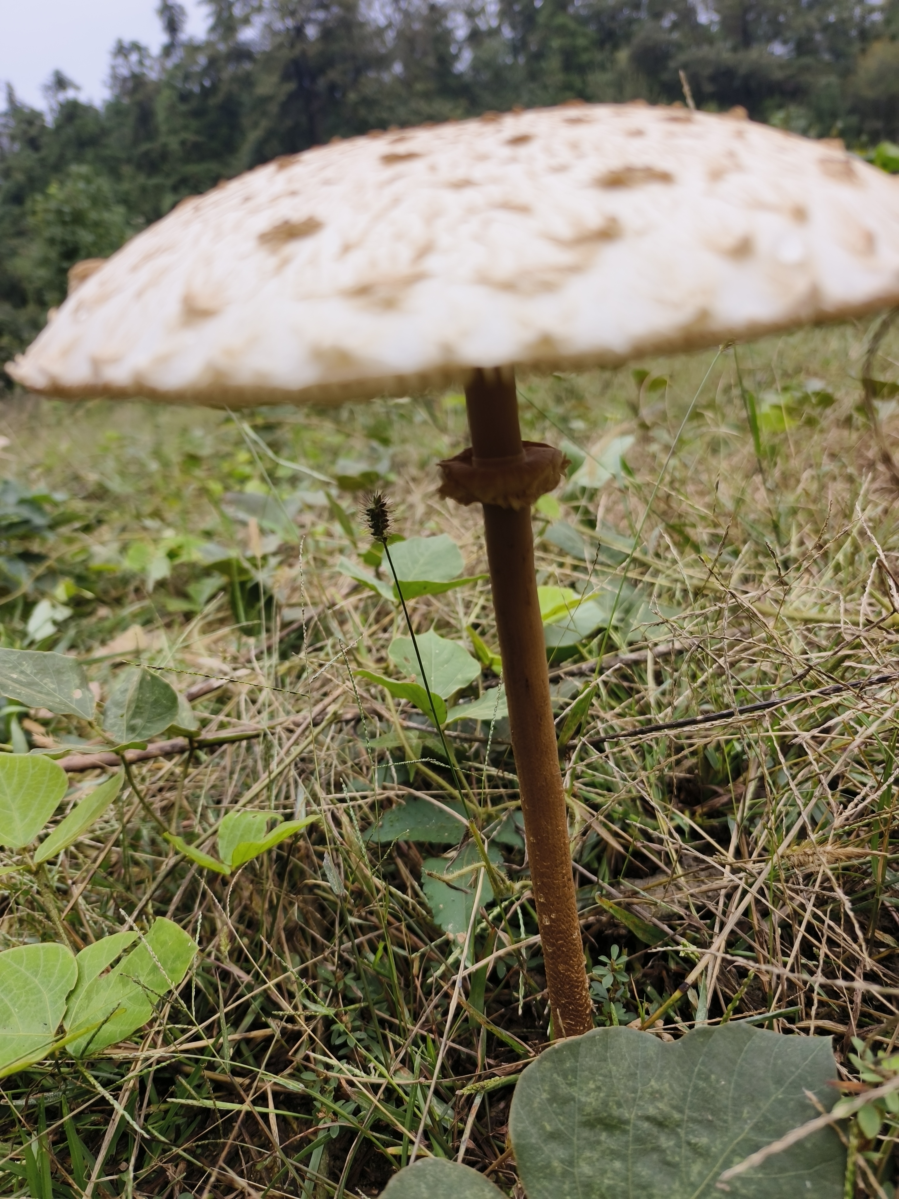 脱皮大环柄菇近似种