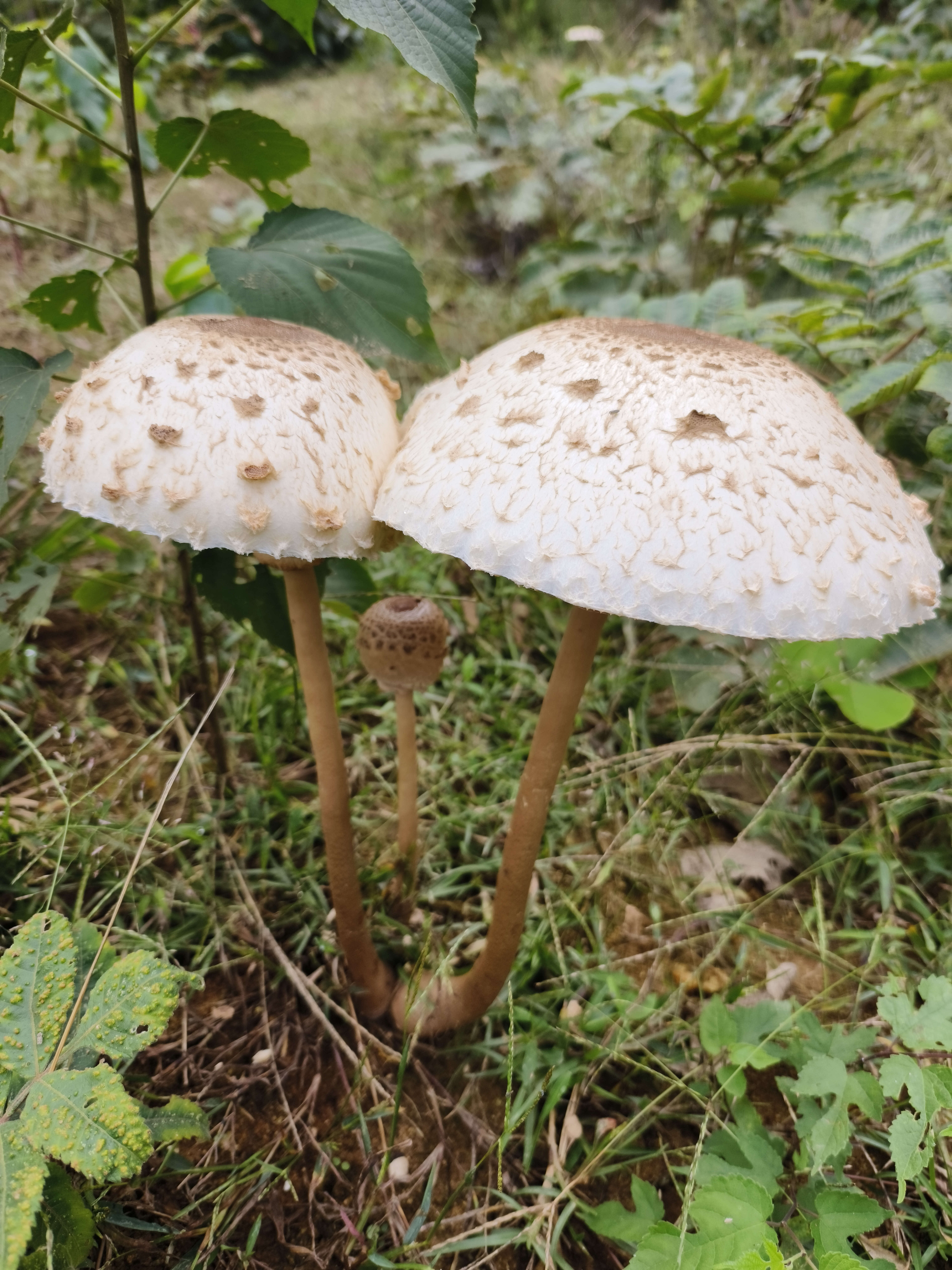 脱皮大环柄菇近似种